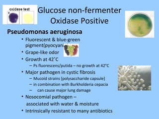 Glucose non-fermenter
Oxidase Positive
Pseudomonas aeruginosa
• Fluorescent & blue-green
pigment(pyocyanin)
• Grape-like odor
• Growth at 42˚C
– Ps fluorescens/putida – no growth at 42°C
• Major pathogen in cystic fibrosis
– Mucoid strains [polysaccharide capsule]
– in combination with Burkholderia cepacia
– can cause major lung damage
• Nosocomial pathogen –
associated with water & moisture
• Intrinsically resistant to many antibiotics
 