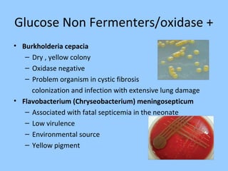 Glucose Non Fermenters/oxidase +
• Burkholderia cepacia
– Dry , yellow colony
– Oxidase negative
– Problem organism in cystic fibrosis
colonization and infection with extensive lung damage
• Flavobacterium (Chryseobacterium) meningosepticum
– Associated with fatal septicemia in the neonate
– Low virulence
– Environmental source
– Yellow pigment
 