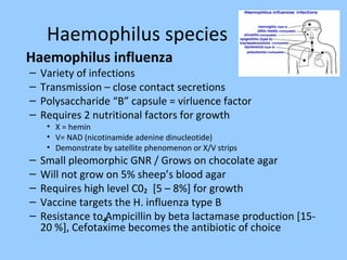 Haemophilus species
Haemophilus influenza
– Variety of infections
– Transmission – close contact secretions
– Polysaccharide “B” capsule = virluence factor
– Requires 2 nutritional factors for growth
• X = hemin
• V= NAD (nicotinamide adenine dinucleotide)
• Demonstrate by satellite phenomenon or X/V strips
– Small pleomorphic GNR / Grows on chocolate agar
– Will not grow on 5% sheep’s blood agar
– Requires high level C0₂ [5 – 8%] for growth
– Vaccine targets the H. influenza type B
– Resistance to Ampicillin by beta lactamase production [15-
20 %], Cefotaxime becomes the antibiotic of choice
+
 