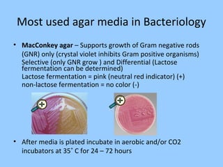 Most used agar media in Bacteriology
• MacConkey agar – Supports growth of Gram negative rods
(GNR) only (crystal violet inhibits Gram positive organisms)
Selective (only GNR grow ) and Differential (Lactose
fermentation can be determined)
Lactose fermentation = pink (neutral red indicator) (+)
non-lactose fermentation = no color (-)
• After media is plated incubate in aerobic and/or CO2
incubators at 35˚ C for 24 – 72 hours
 