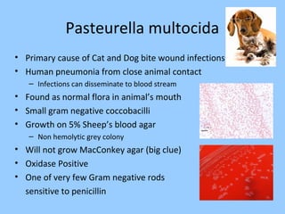 Pasteurella multocida
• Primary cause of Cat and Dog bite wound infections
• Human pneumonia from close animal contact
– Infections can disseminate to blood stream
• Found as normal flora in animal’s mouth
• Small gram negative coccobacilli
• Growth on 5% Sheep’s blood agar
– Non hemolytic grey colony
• Will not grow MacConkey agar (big clue)
• Oxidase Positive
• One of very few Gram negative rods
sensitive to penicillin
 