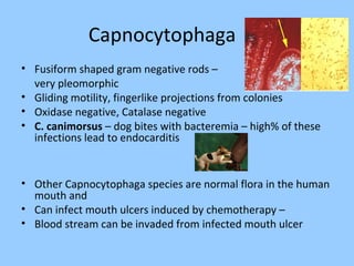 Capnocytophaga
• Fusiform shaped gram negative rods –
very pleomorphic
• Gliding motility, fingerlike projections from colonies
• Oxidase negative, Catalase negative
• C. canimorsus – dog bites with bacteremia – high% of these
infections lead to endocarditis
• Other Capnocytophaga species are normal flora in the human
mouth and
• Can infect mouth ulcers induced by chemotherapy –
• Blood stream can be invaded from infected mouth ulcer
 