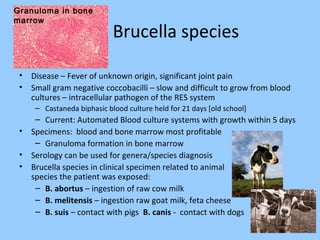 Brucella species
• Disease – Fever of unknown origin, significant joint pain
• Small gram negative coccobacilli – slow and difficult to grow from blood
cultures – intracellular pathogen of the RES system
– Castaneda biphasic blood culture held for 21 days [old school]
– Current: Automated Blood culture systems with growth within 5 days
• Specimens: blood and bone marrow most profitable
– Granuloma formation in bone marrow
• Serology can be used for genera/species diagnosis
• Brucella species in clinical specimen related to animal
species the patient was exposed:
– B. abortus – ingestion of raw cow milk
– B. melitensis – ingestion raw goat milk, feta cheese
– B. suis – contact with pigs B. canis - contact with dogs
Granuloma in bone
marrow
 