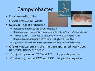 Campylobacter
• Small curved bacilli –
shaped like sea gull wings
• C. jejuni – agent of diarrhea
– Related to undercooked poultry ingestion
– Requires selective media containing antibiotics -Skirrow’s blood agar
– Thrives at 42˚C - can use to selectively culture Campylobacter
– Requires microaerophilic atmosphere (high CO₂, low O₂)
– Significant % Guillain-Barre syndrome as sequelae of infection
• C fetus – Bacteremia in the immune suppressed host / does
not cause diarrheal disease
• C. jejuni – grows at 37˚C and 42˚, hippurate positive
• C. fetus - grows at 37˚C and 25˚C hippurate negative
 