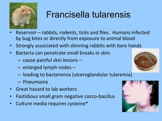 • Reservoir – rabbits, rodents, ticks and flies. Humans infected
by bug bites or directly from exposure to animal blood
• Strongly associated with skinning rabbits with bare hands
• Bacteria can penetrate small breaks in skin:
– cause painful skin lesions –
– enlarged lymph nodes –
– leading to bacteremia (ulceroglandular tularemia)
– Pneumonia
• Great hazard to lab workers
• Fastidious small gram negative cocco-bacillus
• Culture media requires cysteine*
Francisella tularensis
 