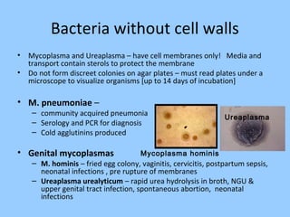 Bacteria without cell walls
• Mycoplasma and Ureaplasma – have cell membranes only! Media and
transport contain sterols to protect the membrane
• Do not form discreet colonies on agar plates – must read plates under a
microscope to visualize organisms [up to 14 days of incubation]
• M. pneumoniae –
– community acquired pneumonia
– Serology and PCR for diagnosis
– Cold agglutinins produced
• Genital mycoplasmas
– M. hominis – fried egg colony, vaginitis, cervicitis, postpartum sepsis,
neonatal infections , pre rupture of membranes
– Ureaplasma urealyticum – rapid urea hydrolysis in broth, NGU &
upper genital tract infection, spontaneous abortion, neonatal
infections
Ureaplasma
Mycoplasma hominis
 