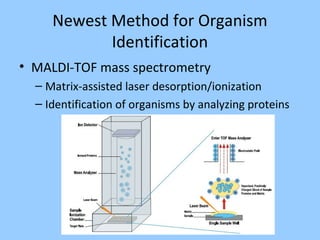 Newest Method for Organism
Identification
• MALDI-TOF mass spectrometry
– Matrix-assisted laser desorption/ionization
– Identification of organisms by analyzing proteins
 