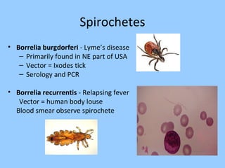Spirochetes
• Borrelia burgdorferi - Lyme’s disease
– Primarily found in NE part of USA
– Vector = Ixodes tick
– Serology and PCR
• Borrelia recurrentis - Relapsing fever
Vector = human body louse
Blood smear observe spirochete
 