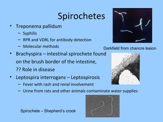 Spirochetes
• Treponema pallidum
– Syphilis
– RPR and VDRL for antibody detection
– Molecular methods
• Brachyspira – intestinal spirochete found
on the brush border of the intestine,
?? Role in disease
• Leptospira interrogans – Leptospirosis
– Fever with rash and renal involvement
– Urine from rats and other animals contaminate water supplies
Darkfield from chancre lesion
Spirochete – Shepherd’s crook
 