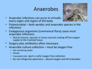 Anaerobes
• Anaerobic infections can occur in virtually
every organ and region of the body
• Polymicrobial – both aerobic and anaerobic species in the
infections
• Endogenous organisms (commensal flora) cause most
anaerobic infections
– Due to trauma, vascular or tissue necrosis cutting off the oxygen
supply to the involved tissue
• Surgery plus antibiotics often necessary
• Anaerobic culture collection – must be oxygen free
– Gel containing swabs
– ESwab,
– Evacuated vials (port o cult)/ oxygen free collection
– Do not refrigerate specimens – absorb oxygen and kill anaerobes
 