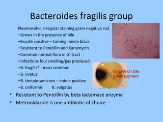 Bacteroides fragilis group
Pleomorphic irregular staining gram negative rod
–Grows in the presence of bile
–Esculin positive – turning media black
–Resistant to Penicillin and Kanamycin
–Common normal flora in GI tract
–Infections foul smelling/gas produced
–B. fragilis* - most common
–B. ovatus
–B. thetaiotamicron – indole positive
–B. uniformis B. vulgatus
• Resistant to Penicillin by beta lactamase enzyme
• Metronidazole is one antibiotic of choice
Growth on bile
Black pigment
 