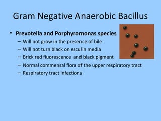 Gram Negative Anaerobic Bacillus
• Prevotella and Porphyromonas species
– Will not grow in the presence of bile
– Will not turn black on esculin media
– Brick red fluorescence and black pigment
– Normal commensal flora of the upper respiratory tract
– Respiratory tract infections
 