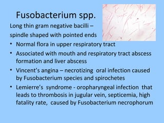 Fusobacterium spp.
Long thin gram negative bacilli –
spindle shaped with pointed ends
• Normal flora in upper respiratory tract
• Associated with mouth and respiratory tract abscess
formation and liver abscess
• Vincent’s angina – necrotizing oral infection caused
by Fusobacterium species and spirochetes
• Lemierre’s syndrome - oropharyngeal infection that
leads to thrombosis in jugular vein, septicemia, high
fatality rate, caused by Fusobacterium necrophorum
 