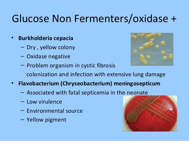 blood test glucose vs Bacteriology blood test glucose vs Bacteriology