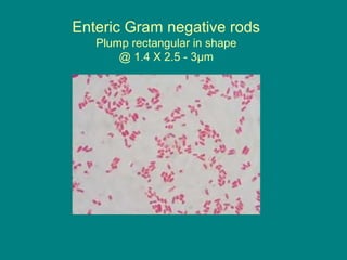 Enteric Gram negative rods
Plump rectangular in shape
@ 1.4 X 2.5 - 3µm

 