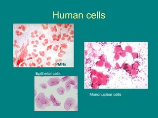 Human cells

PMNs
Epithelial cells
Mononuclear cells
Mononuclear cells

 