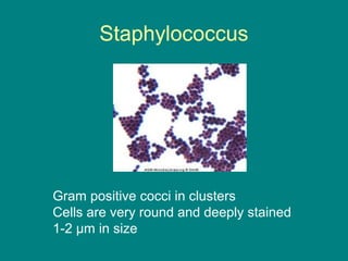 Staphylococcus

Gram positive cocci in clusters
Cells are very round and deeply stained
1-2 µm in size

 
