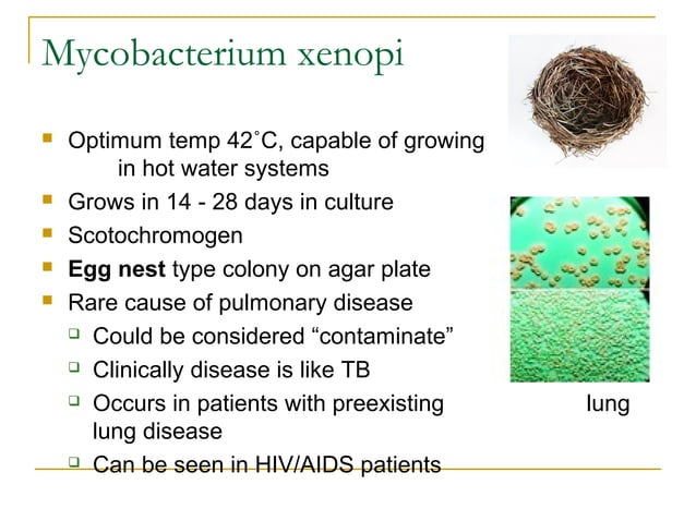 Mycobacteriology 2016 | PPT