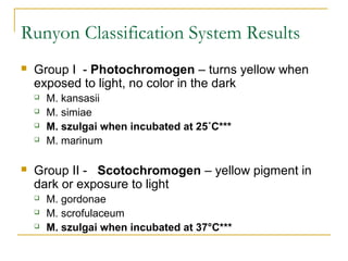 Runyon Classification System Results
 Group I - Photochromogen – turns yellow when
exposed to light, no color in the dark...