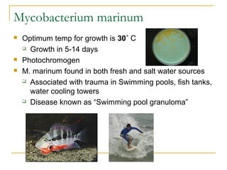 Mycobacterium marinum
 Optimum temp for growth is 30˚ C
 Growth in 5-14 days
 Photochromogen
 M. marinum found in both...