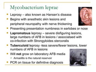 Mycobacterium leprae
 Leprosy – also known as Hansen’s disease
 Begins with anesthetic skin lesions and
peripheral neuro...
