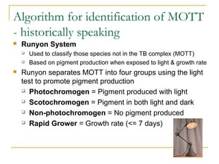 Algorithm for identification of MOTT
- historically speaking
 Runyon System
 Used to classify those species not in the TB complex (MOTT)
 Based on pigment production when exposed to light & growth rate
 Runyon separates MOTT into four groups using the light
test to promote pigment production
 Photochromogen = Pigment produced with light
 Scotochromogen = Pigment in both light and dark
 Non-photochromogen = No pigment produced
 Rapid Grower = Growth rate (<= 7 days)
 