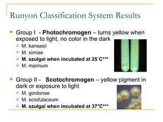 Runyon Classification System Results
 Group I - Photochromogen – turns yellow when
exposed to light, no color in the dark...