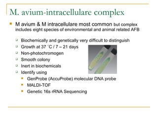 M. avium-intracellulare complex
 M avium & M intracellulare most common but complex
includes eight species of environment...