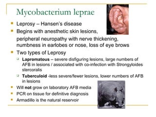 Mycobacterium leprae
 Leprosy – Hansen’s disease
 Begins with anesthetic skin lesions,
peripheral neuropathy with nerve thickening,
numbness in earlobes or nose, loss of eye brows
 Two types of Leprosy
 Lapromatous – severe disfiguring lesions, large numbers of
AFB in lesions / associated with co-infection with Strongyloides
stercoralis
 Tuberculoid -less severe/fewer lesions, lower numbers of AFB
in lesions
 Will not grow on laboratory AFB media
 PCR on tissue for definitive diagnosis
 Armadillo is the natural reservoir
 