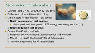 Mycobacterium tuberculosis
◼ Optimal Temp 37˚ C, Growth in 12 –25 days
◼ Buff colored, dry cauliflower-like colony
◼ Manual tests for identification – old school
❑ Niacin accumulation test positive
◼ Niacin produced from growth of TB on egg containing medium (LJ)
❑ Nitrate reduction test positive
◼ Current identification methods:
❑ Molecular DNA/RNA hybridization probe for MTB complex
❑ MALDI-TOF mass spectrometry for M. tuberculosis
❑ 16 sRNA sequencing for M. tuberculosis
 
