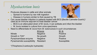 Mycobacterium bovis
◼ Produces disease in cattle and other animals
❑ Spread to humans by raw milk ingestion
❑ Disease in humans similar to that caused by TB
◼ Can cause bladder infection in patients treated with BCG [Bacille Calmette-Guerin] /
used as an immune adjuvant to treat bladder cancer
❑ BCG is an attenuated strain of M. bovis, it can actibate and infect the bladder
❑ M. bovis isolated in culture from urine specimens
◼ Need to differentiate M. bovis from M. tuberculosis in such circumstances
M.bovis M. tb
Nitrate Negative Positive
Growth in T2H* No growth Growth
Pyrazinamidase enzyme Negative Positive
Pyrazinamide susceptibility Resistant Susceptible
*(Thiophene-2-carboxylic hydrazide)
 