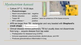Mycobacterium kansasii
◼ Culture 37* C, 10-20 days
❑ Photochromogen
❑ Niacin accumulation test negative
❑ Nitrate reduction positive
❑ Tween 80 positive / tests for presence of the lipase enzyme
❑ 68*C catalase = positive
◼ AFB are larger than TB - rectangular and very beaded with Shepherd’s
crook shape
◼ Clinical disease mimics pulmonary TB but usually does not disseminate
from lung – acquire disease from tap water
❑ Predisposition for diseased lung (COPD)
❑ Immune suppressed, pneumoconiosis, alcohol abuse, and HIV
❑ Produces granulomatous inflammation in lung
 