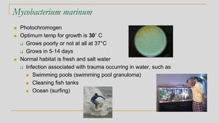 Mycobacterium marinum
◼ Photochromogen
◼ Optimum temp for growth is 30˚ C
❑ Grows poorly or not at all at 37°C
❑ Grows in 5-14 days
◼ Normal habitat is fresh and salt water
❑ Infection associated with trauma occurring in water, such as
◼ Swimming pools (swimming pool granuloma)
◼ Cleaning fish tanks
◼ Ocean (surfing)
 
