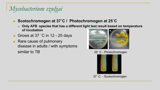 Mycobacterium szulgai
◼ Scotochromogen at 37˚C / Photochromogen at 25˚C
❑ Only AFB species that has a different light test result based on temperature
of incubation
◼ Grows at 37 ˚C in 12 - 25 days
◼ Rare cause of pulmonary
disease in adults / with symptoms
similar to TB 25˚ C - Photochromogen
37˚ C - Scotochromogen
 