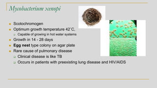 Mycobacterium xenopi
◼ Scotochromogen
◼ Optimum growth temperature 42˚C,
❑ Capable of growing in hot water systems
◼ Growth in 14 - 28 days
◼ Egg nest type colony on agar plate
◼ Rare cause of pulmonary disease
❑ Clinical disease is like TB
❑ Occurs in patients with preexisting lung disease and HIV/AIDS
 