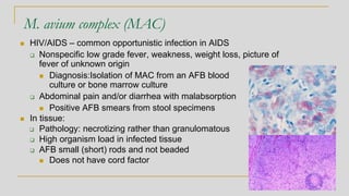 M. avium complex (MAC)
◼ HIV/AIDS – common opportunistic infection in AIDS
❑ Nonspecific low grade fever, weakness, weight loss, picture of
fever of unknown origin
◼ Diagnosis:Isolation of MAC from an AFB blood
culture or bone marrow culture
❑ Abdominal pain and/or diarrhea with malabsorption
◼ Positive AFB smears from stool specimens
◼ In tissue:
❑ Pathology: necrotizing rather than granulomatous
❑ High organism load in infected tissue
❑ AFB small (short) rods and not beaded
◼ Does not have cord factor
 