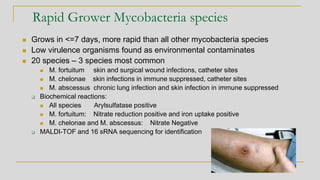 ◼ Grows in <=7 days, more rapid than all other mycobacteria species
◼ Low virulence organisms found as environmental contaminates
◼ 20 species – 3 species most common
◼ M. fortuitum skin and surgical wound infections, catheter sites
◼ M. chelonae skin infections in immune suppressed, catheter sites
◼ M. abscessus chronic lung infection and skin infection in immune suppressed
❑ Biochemical reactions:
◼ All species Arylsulfatase positive
◼ M. fortuitum: Nitrate reduction positive and iron uptake positive
◼ M. chelonae and M. abscessus: Nitrate Negative
❑ MALDI-TOF and 16 sRNA sequencing for identification
Rapid Grower Mycobacteria species
 
