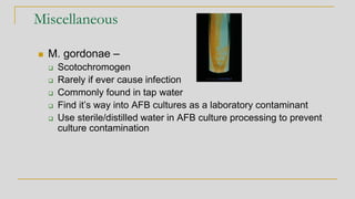 Miscellaneous
◼ M. gordonae –
❑ Scotochromogen
❑ Rarely if ever cause infection
❑ Commonly found in tap water
❑ Find it’s way into AFB cultures as a laboratory contaminant
❑ Use sterile/distilled water in AFB culture processing to prevent
culture contamination
 