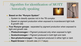 Algorithm for identification of MOTT
- historically speaking
◼ Based on the “Runyon System”
❑ System to classify species not in the TB complex
❑ Based on pigment production when exposed to incandescent light bulb
& growth rate
◼ Four Runyon groups - separated by pigment production when exposed to
light and growth rate
❑ Photochromogen = Pigment produced only when exposed to light
❑ Scotochromogen = Pigment produced in both light and dark
❑ Non-photochromogen = No pigment produced in either light or dark
❑ Rapid Grower = Growth rate (<= 7 days)
 