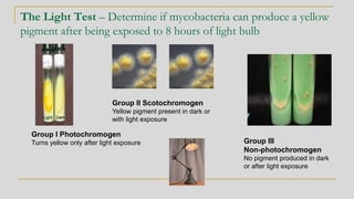 The Light Test – Determine if mycobacteria can produce a yellow
pigment after being exposed to 8 hours of light bulb
Group I Photochromogen
Turns yellow only after light exposure Group III
Non-photochromogen
No pigment produced in dark
or after light exposure
Group II Scotochromogen
Yellow pigment present in dark or
with light exposure
 