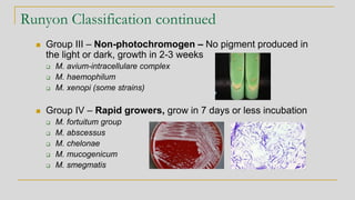 Runyon Classification continued
◼ Group III – Non-photochromogen – No pigment produced in
the light or dark, growth in 2-3...