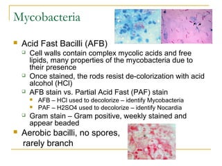 Mycobacteria
 Acid Fast Bacilli (AFB)
 Cell walls contain complex mycolic acids and free
lipids, many properties of the ...