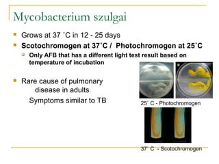 Mycobacterium szulgai
 Grows at 37 ˚C in 12 - 25 days
 Scotochromogen at 37˚C / Photochromogen at 25˚C
 Only AFB that has a different light test result based on
temperature of incubation
 Rare cause of pulmonary
disease in adults
Symptoms similar to TB 25˚ C - Photochromogen
37˚ C - Scotochromogen
 