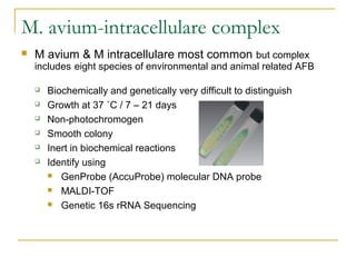 M. avium-intracellulare complex
 M avium & M intracellulare most common but complex
includes eight species of environment...