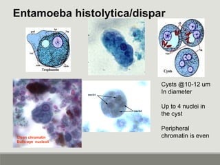 Entamoeba histolytica/dispar
Cysts @10-12 um
In diameter
Up to 4 nuclei in
the cyst
Peripheral
chromatin is evenClean chromatin
Bulls-eye nucleoli
 