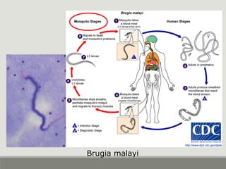 Brugia malayi
 
