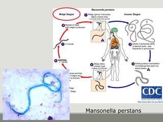 Mansonella perstans
 