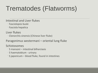 Trematodes (Flatworms)
Intestinal and Liver flukes
◦Fasciolopsis buski
◦Fasciola hepatica
Liver flukes
◦Clonorchis sinensis (Chinese liver fluke)
Paragonimus westermani – oriental lung fluke
Schistosomes
◦S mansoni – intestinal bilharziasis
◦S haematobium - urinary
◦S japonicum – blood fluke, found in intestines
 