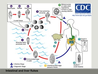 Intestinal and liver flukes
 