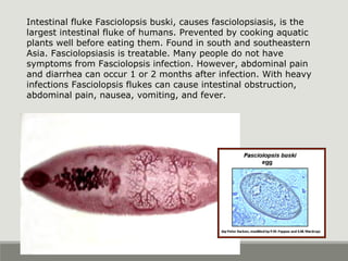 Intestinal fluke Fasciolopsis buski, causes fasciolopsiasis, is the
largest intestinal fluke of humans. Prevented by cooking aquatic
plants well before eating them. Found in south and southeastern
Asia. Fasciolopsiasis is treatable. Many people do not have
symptoms from Fasciolopsis infection. However, abdominal pain
and diarrhea can occur 1 or 2 months after infection. With heavy
infections Fasciolopsis flukes can cause intestinal obstruction,
abdominal pain, nausea, vomiting, and fever.
 